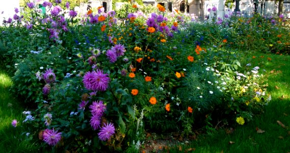 Flowers in the Montparnasse Cemetery