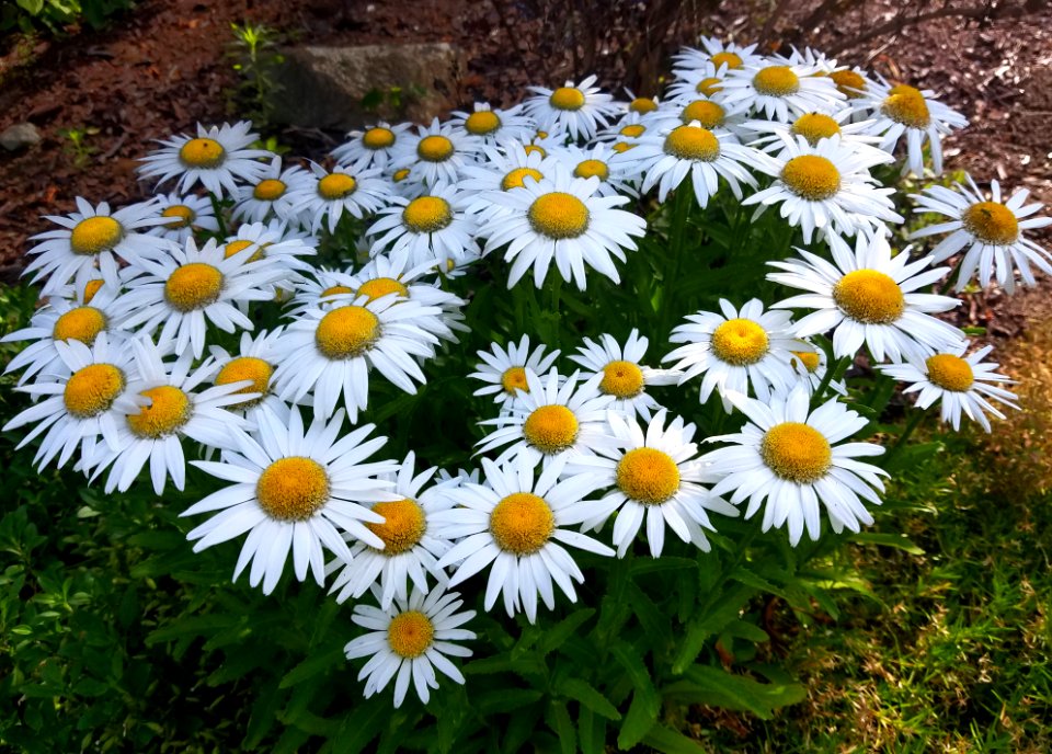 Flowers - Arlington, MA - 01