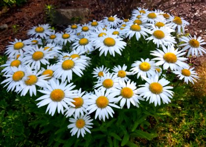 Flowers - Arlington, MA - 01