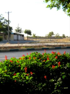 Flowers of Barier - Khayyam boulevard - Nishapur 02