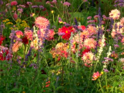 Flowers in the Jardin du Luxembourg