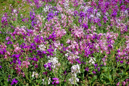 Flowers - Lost Gardens of Heligan - Cornwall, England - DSC02836