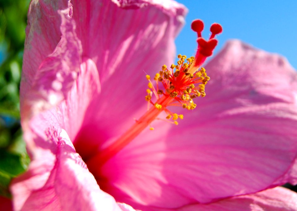 Flowers (230593953)
