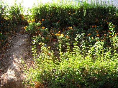 Flowers of Barier - Khayyam boulevard - Nishapur 21