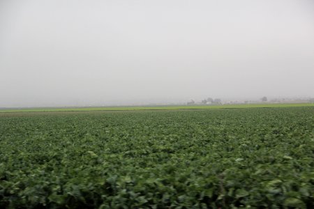 Foggy field, Salinas Valley CA Aug 2019