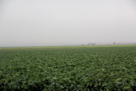 Foggy field, Salinas Valley CA Aug 2019 photo