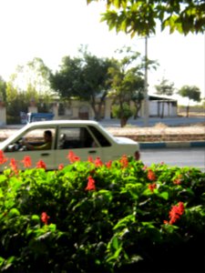 Flowers of Barier - Khayyam boulevard - Nishapur 10 photo