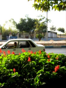 Flowers of Barier - Khayyam boulevard - Nishapur 10