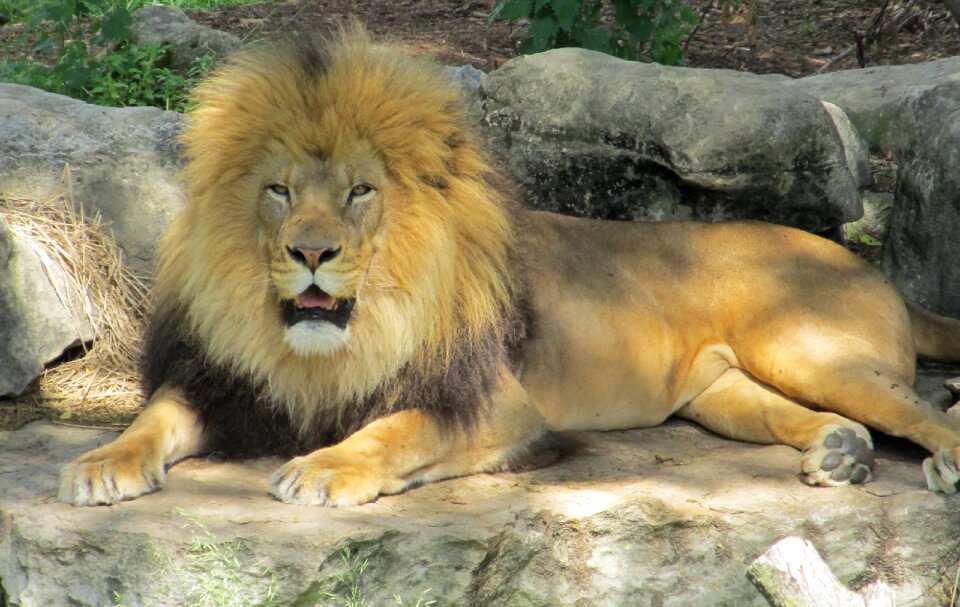 King of the jungle male predator photo