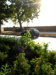 Flowers of Barier - Khayyam boulevard - Nishapur 20