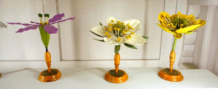 Flower models - Museu da Ciência da Universidade de Coimbra - University of Coimbra - Coimbra, Portugal - DSC09280