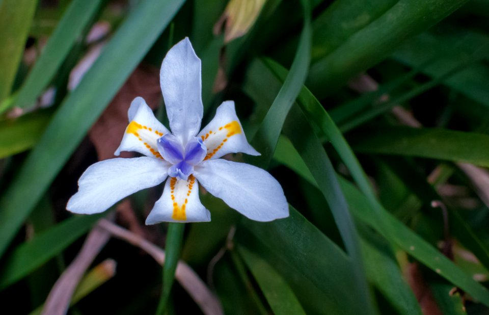 Flower in São Paulo Zoo