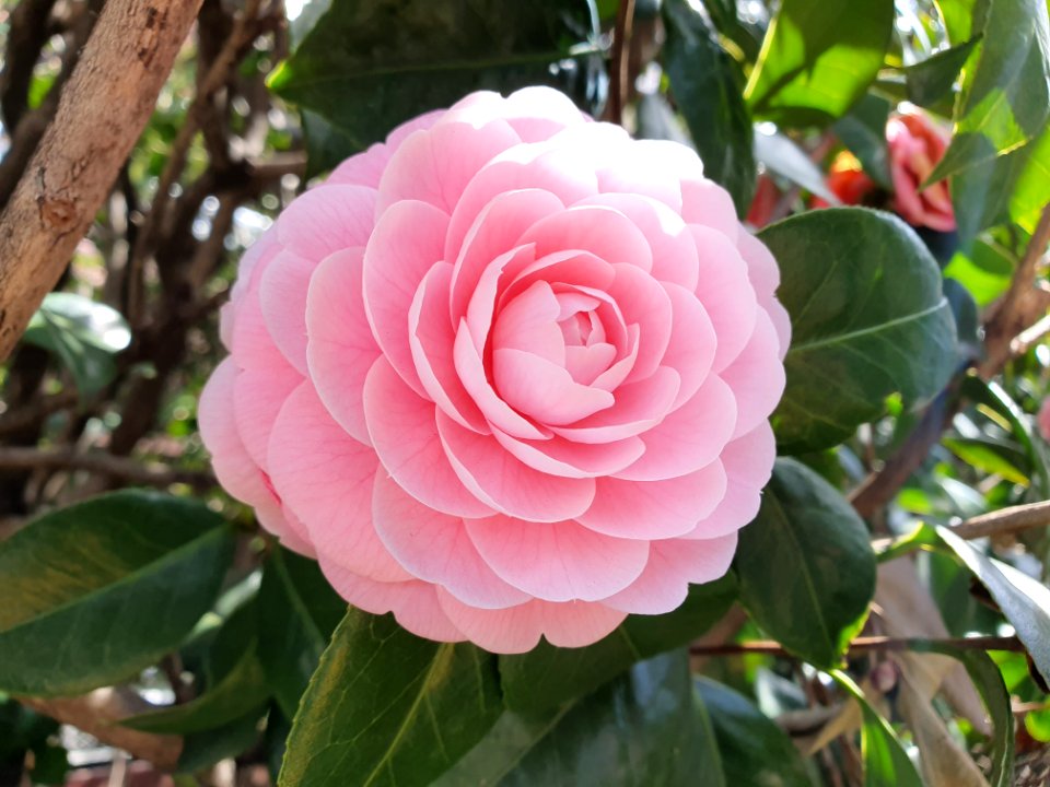 Flower along TOC buildings in Gotanda