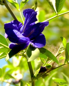 Flower Blue (167088483) photo