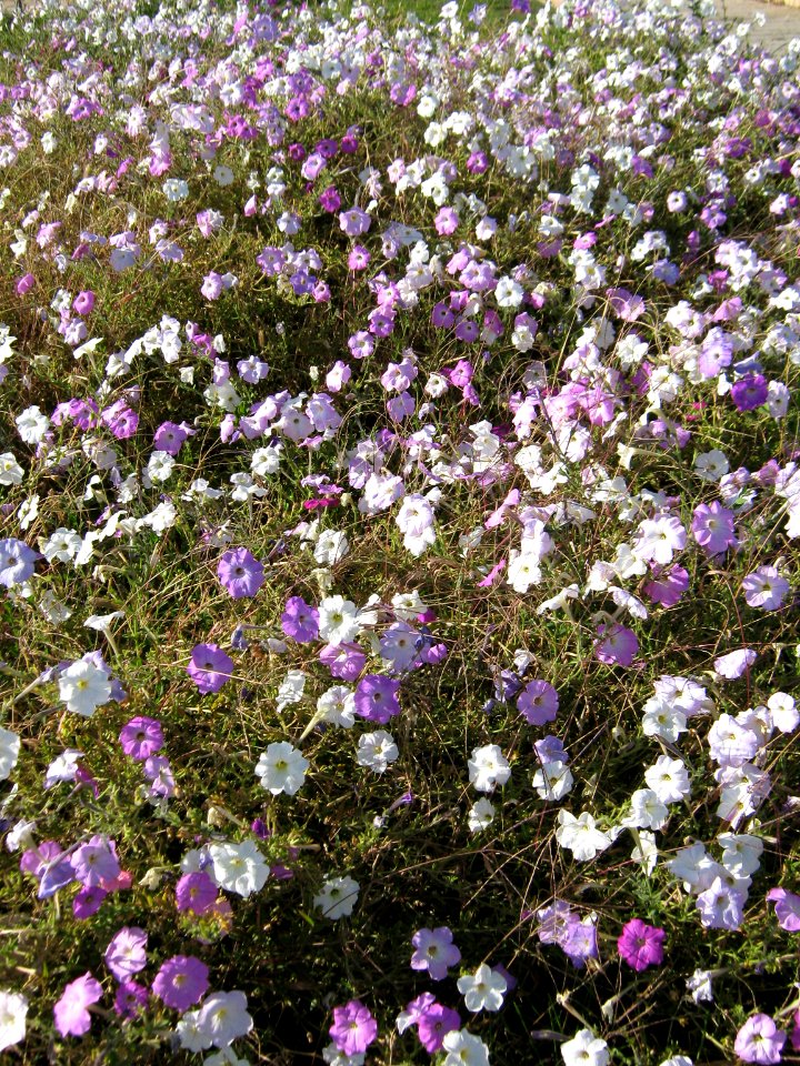 Flowers - near baghrud sq - Nishapur 1
