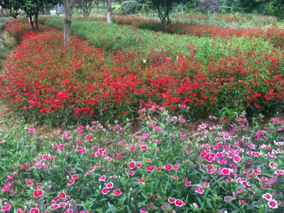 Flowers in Guangming Butterfly Valley