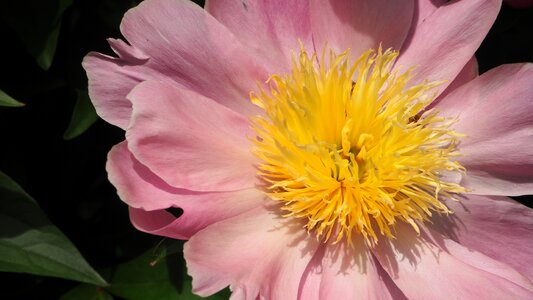 Yellow center macro bloom