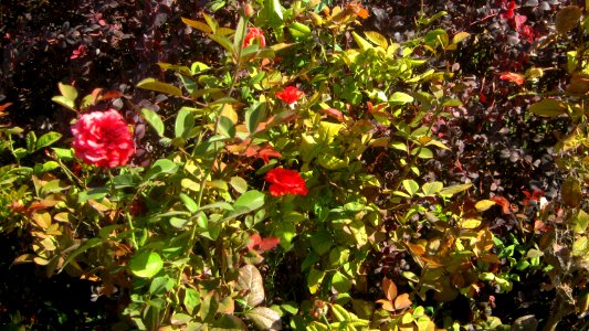 Flowers in Besat blve front of Sib Pizza - Nishapur 6