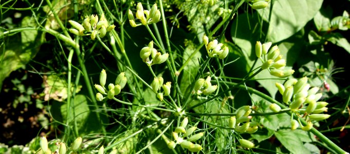 Foeniculum vulgare serres du jardin du Luxembourg 2