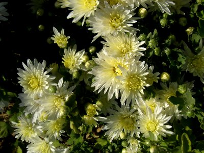 Flowers - Baghrud sq - Nishapur 1