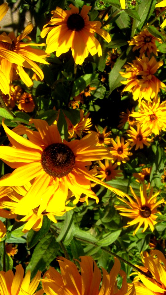 Flowers in Besat blve front of Sib Pizza - Nishapur 4