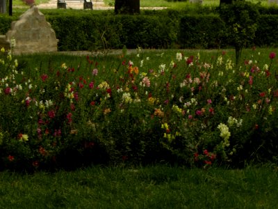 Flowers in Amin Islami Park (3)
