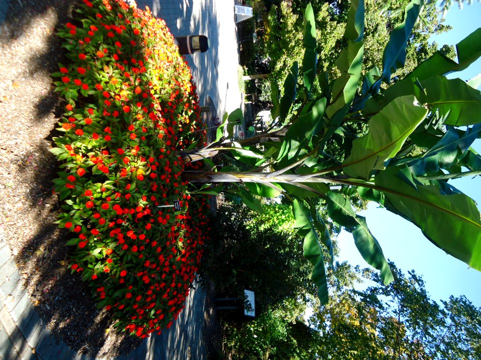 Flowers and trees at the Frelinghuysen Arboretum