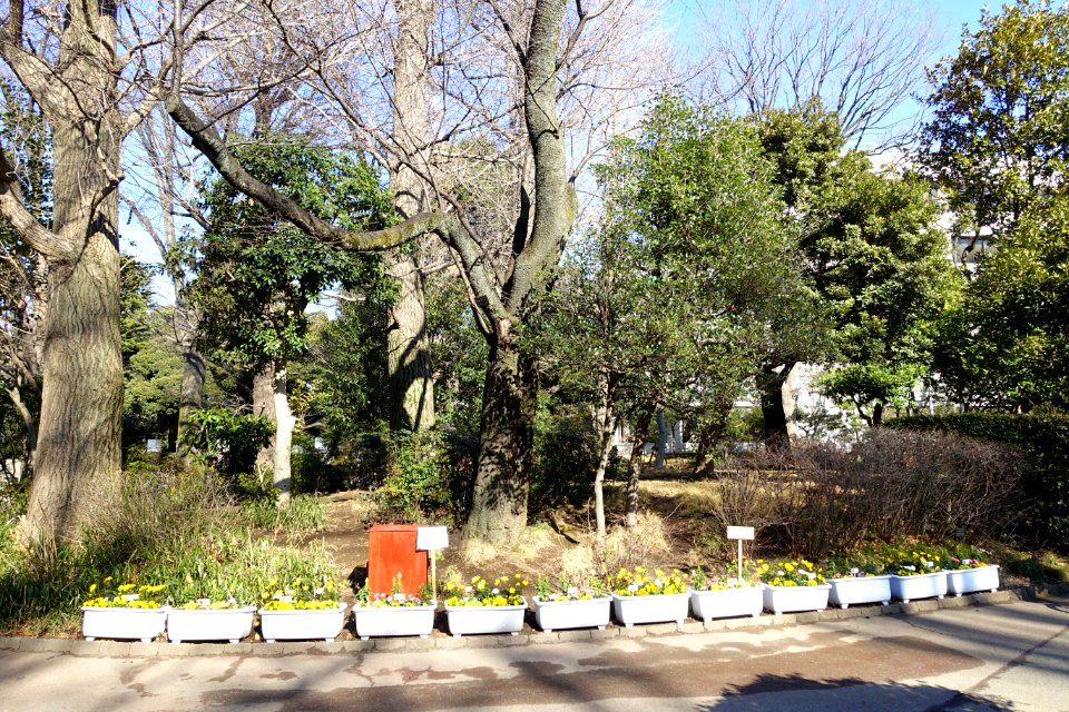 Flowers - Arisugawa-no-miya Memorial Park - DSC06845