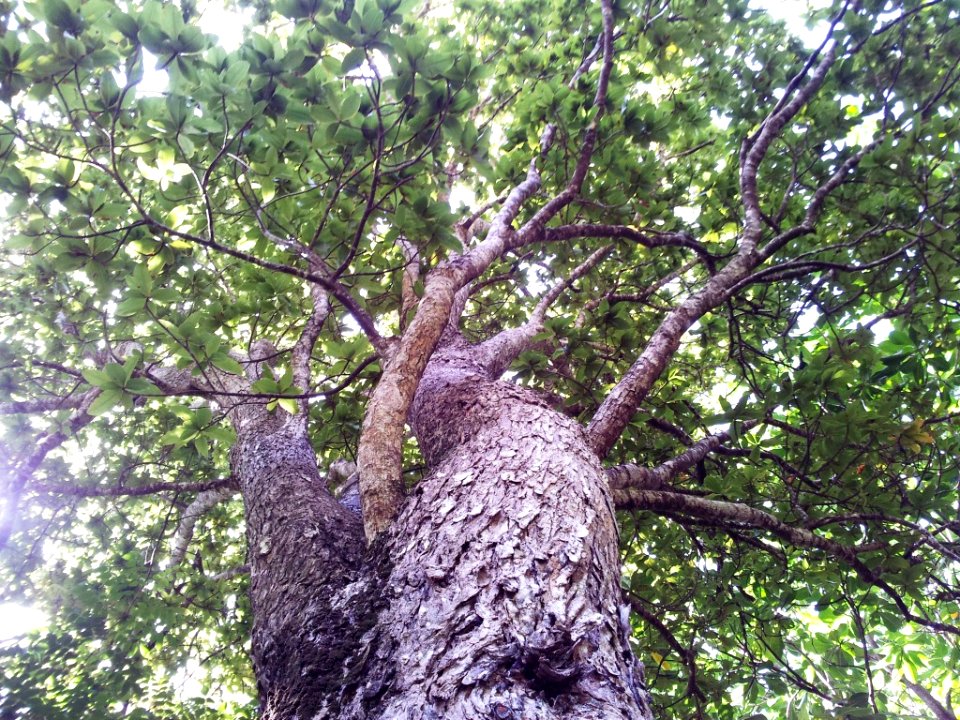 Foetidia mauritiana - Bois puant - Pamplemousses Mu
