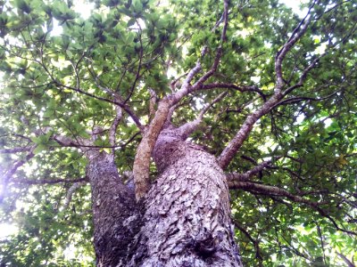 Foetidia mauritiana - Bois puant - Pamplemousses Mu