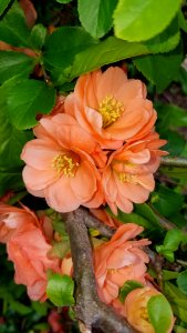 Flowers - Arlington, MA - 03