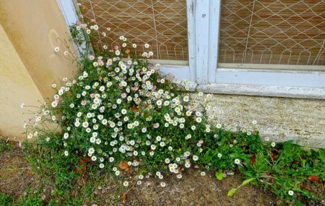 Flowers - Torrecchia Vecchia - Cisterna di Latina, Italy - DSC03265