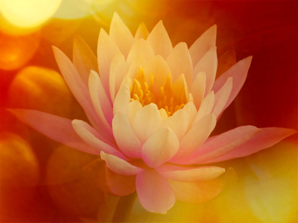 Floral petal flower
