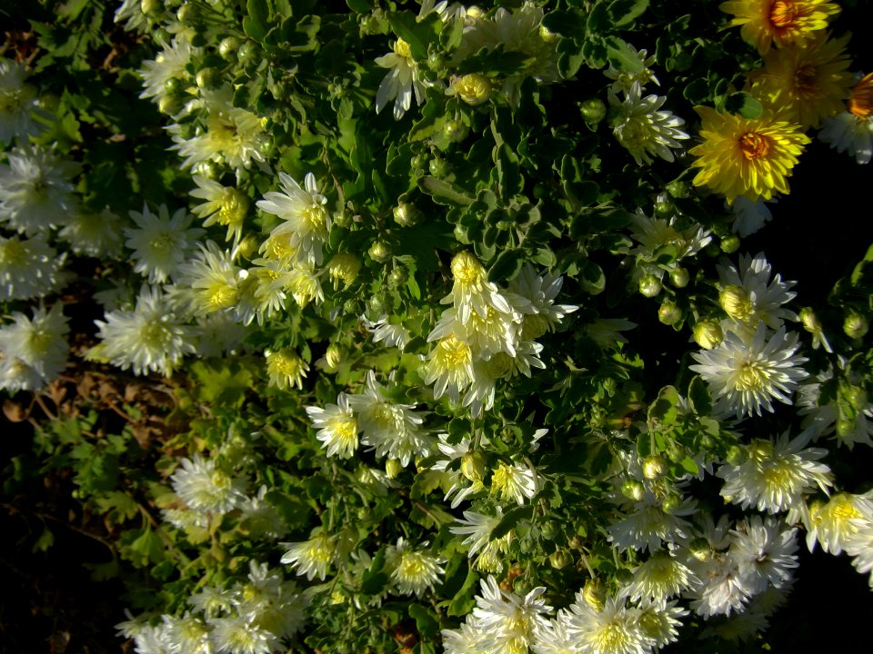 Flowers - Baghrud sq - Nishapur 3
