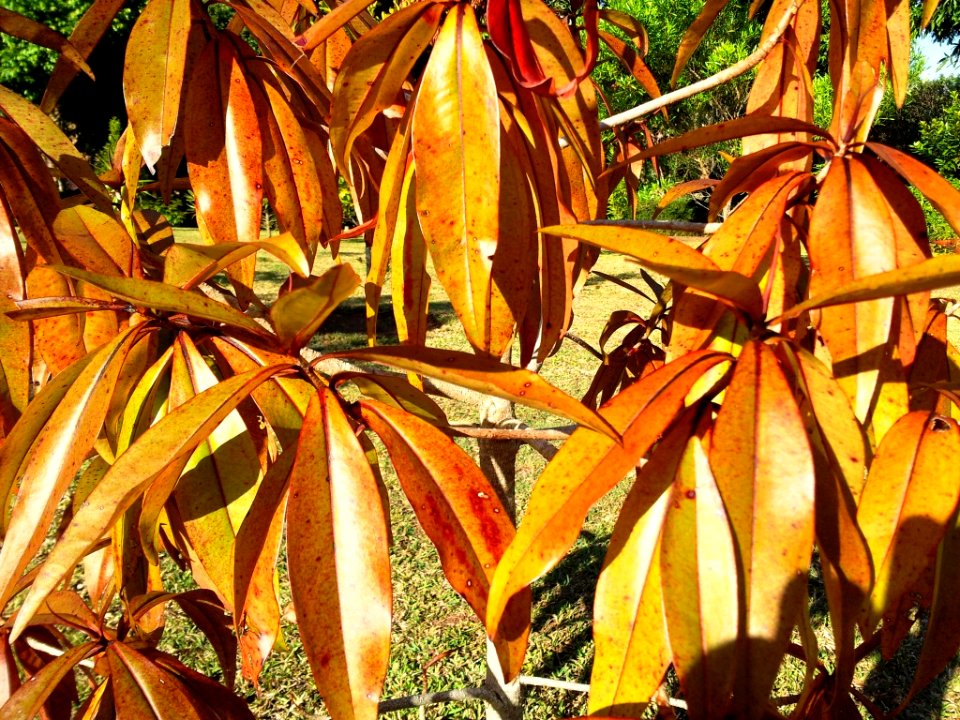 Foetidia mauritiana - Bois Puant - Mauritius 2