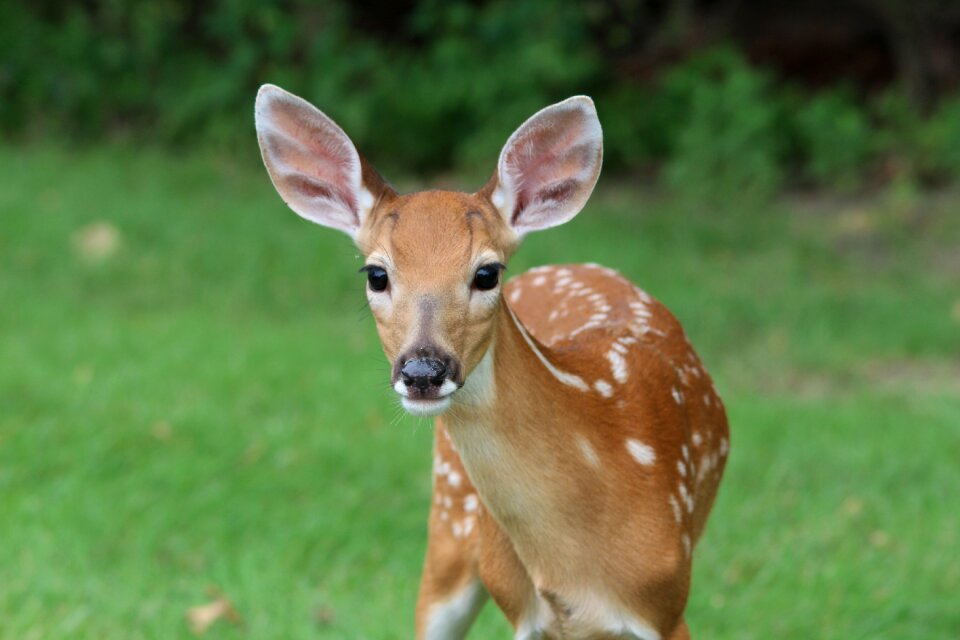 Wildlife young nature
