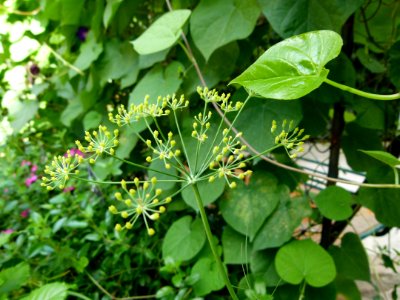 Foeniculum vulgare serres du jardin du Luxembourg