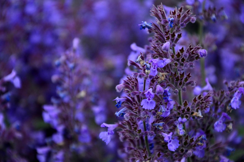 Flowers (184094635)