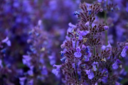 Flowers (184094635)