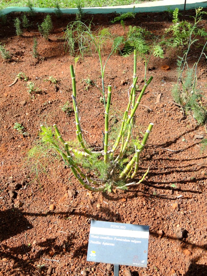 Foeniculum vulgare - Jardim Botânico de Brasília - DSC09655