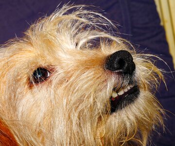 Hybrid small dog dog portrait