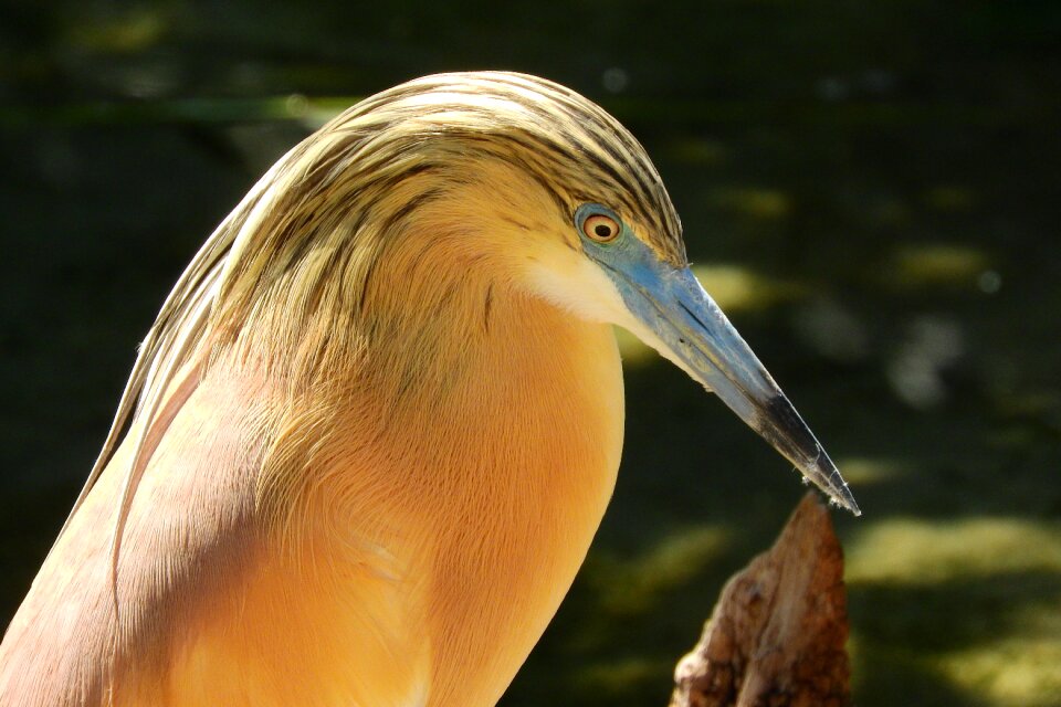 Ciconiiformes little egret water bird