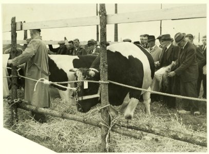 Fokveedag-tentoonstelling, NL-HlmNHA 5400465321