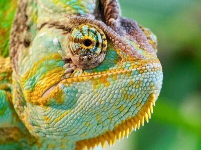 Green yellow colorful