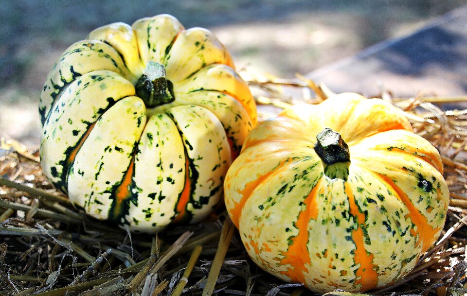 Autumn decoration decoration colorful