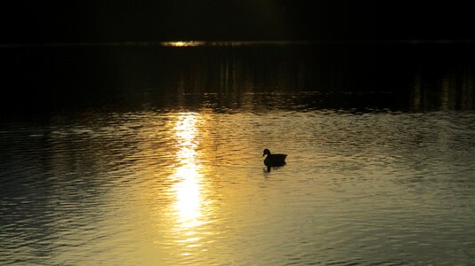 Evening duck water reflection photo
