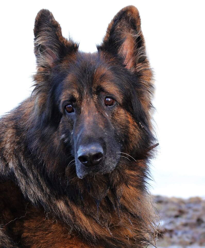 Old german shepherd dog german shepherd pet