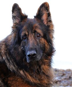 Old german shepherd dog german shepherd pet photo