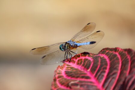 Nature bug wing photo