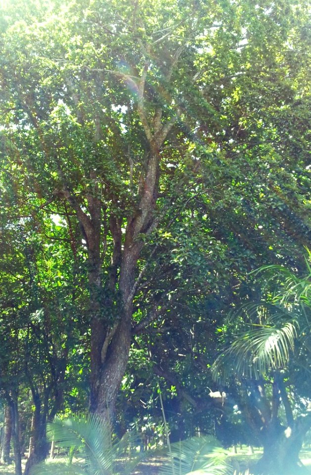 Foetidia mauritiana - Bois puant - Pamplemousses Mu 3